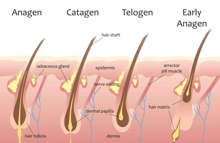 how much does human hair grow in one year